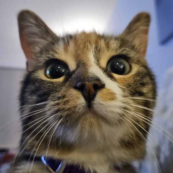 cat_228